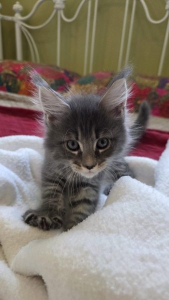kitten