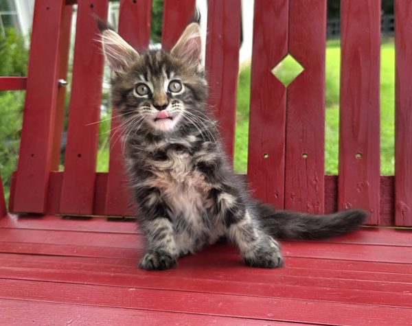 kitten