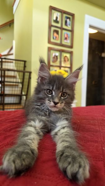 kitten