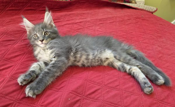kitten