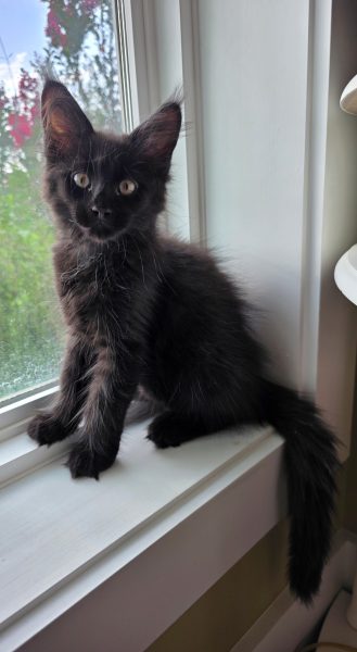 kitten