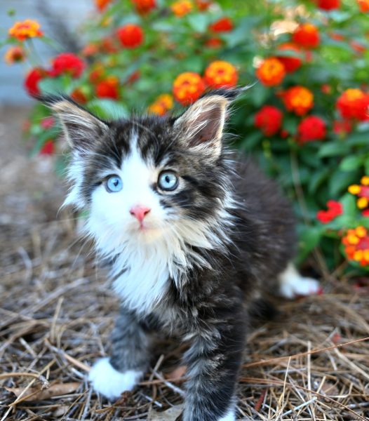 kitten