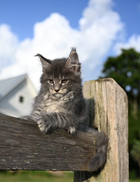 kitten