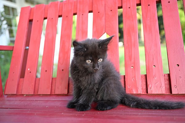 kitten