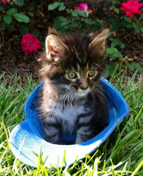 kitten