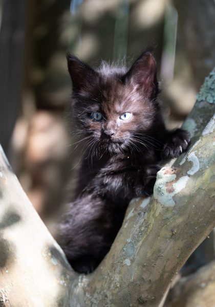 kitten