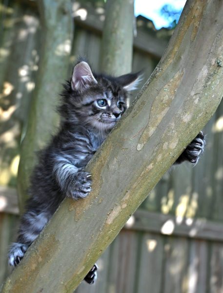 kitten