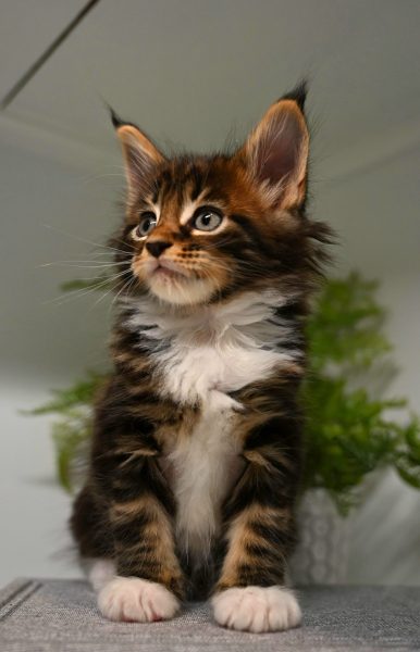 kitten