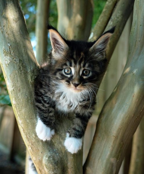 kitten