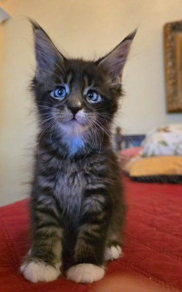 kitten