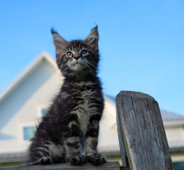 kitten